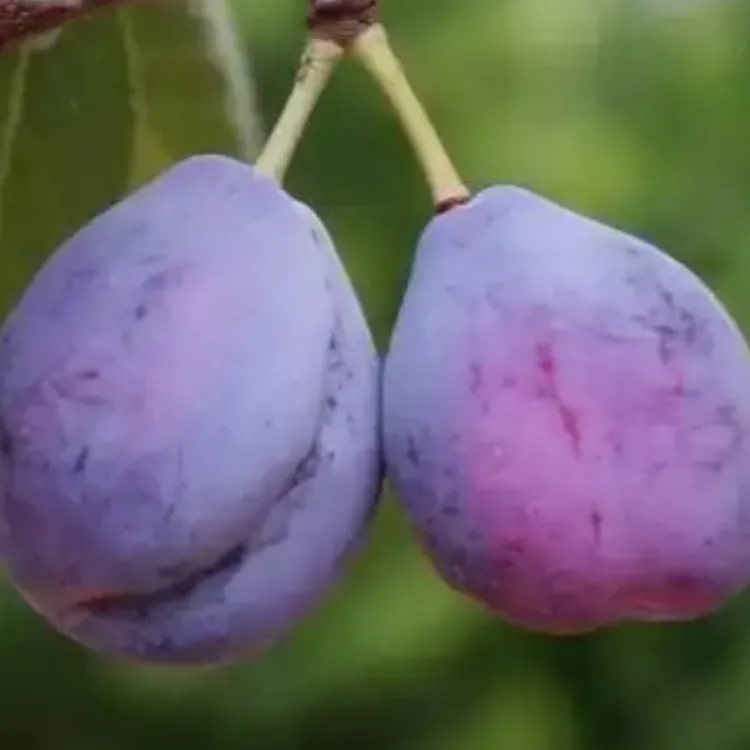 2-3年苗买1送2】嫁接新品种西梅蓝蜜李子果树苗南北方种植耐寒盆栽