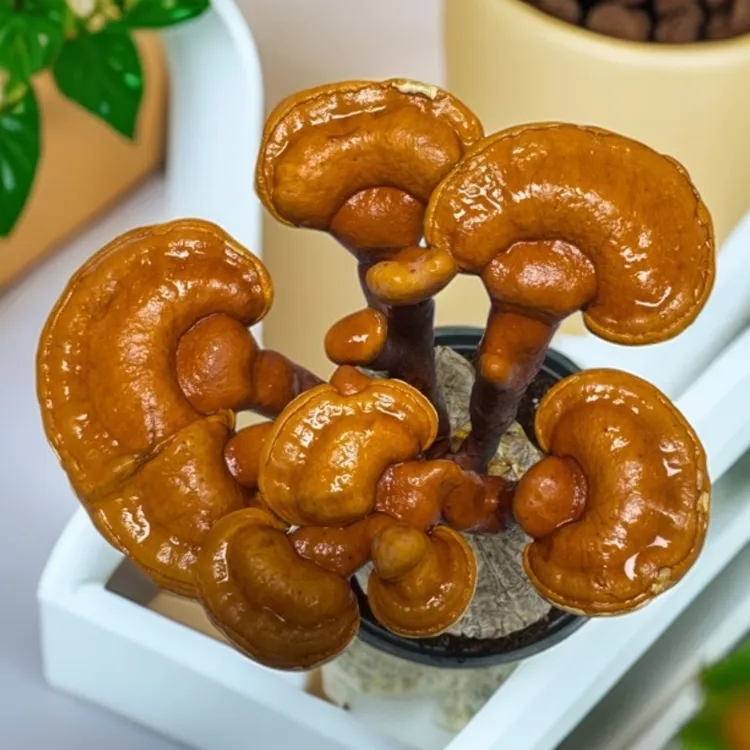 活体灵芝盆景绿植观赏室内带菌包发货阳台办公室大厅植物盆栽花卉