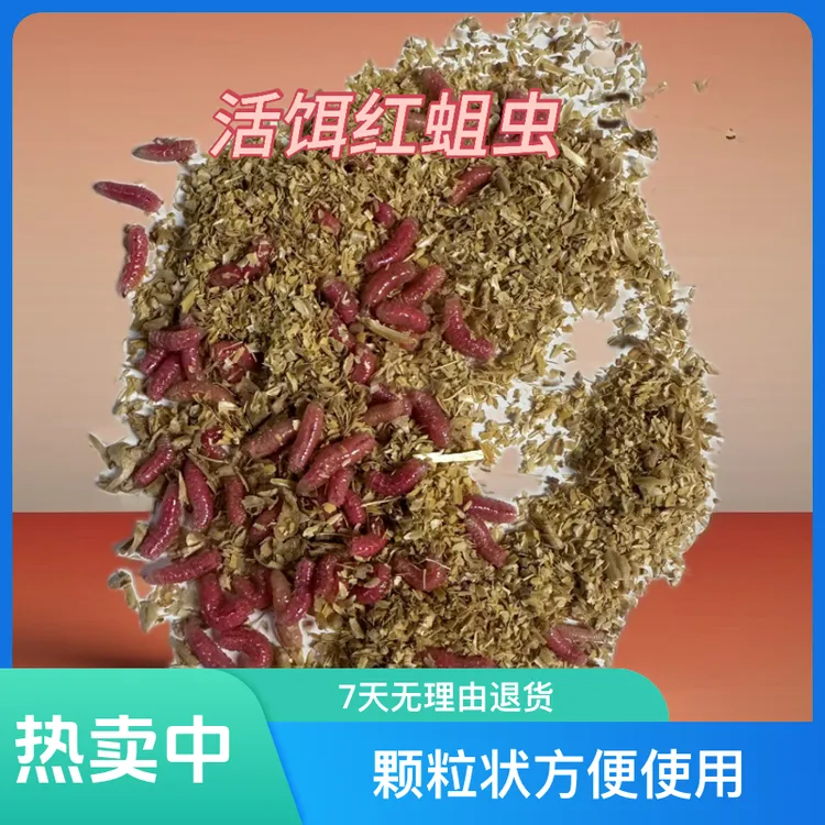 钓鱼鲜活蛆虫昆虫鱼饵生鲜鱼饵垂钓溪流河流湖泊