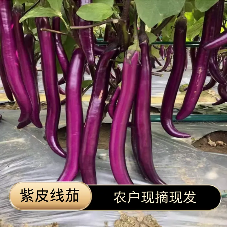新品闽南农家细长紫皮线茄子皮薄肉嫩软糯鲜甜现摘现发产地直发