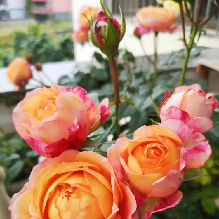 【大花美人】彩虹阳台荷兰欧月季直立耐热四季丰花盆栽