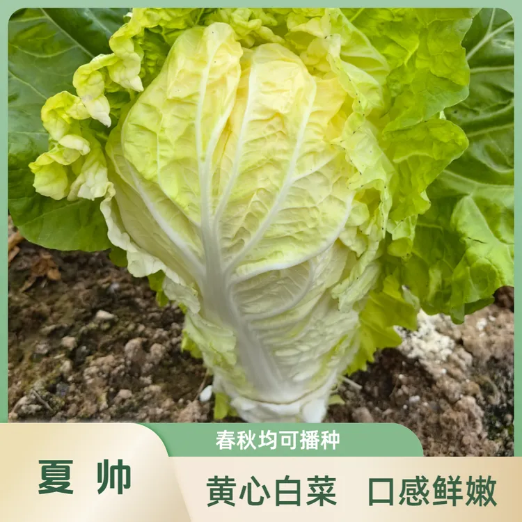 夏帅黄心白菜种子快菜种子鲜嫩脆家庭阳台露天播种春秋种植口感鲜