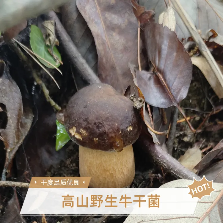 高山纯野生牛干菌
