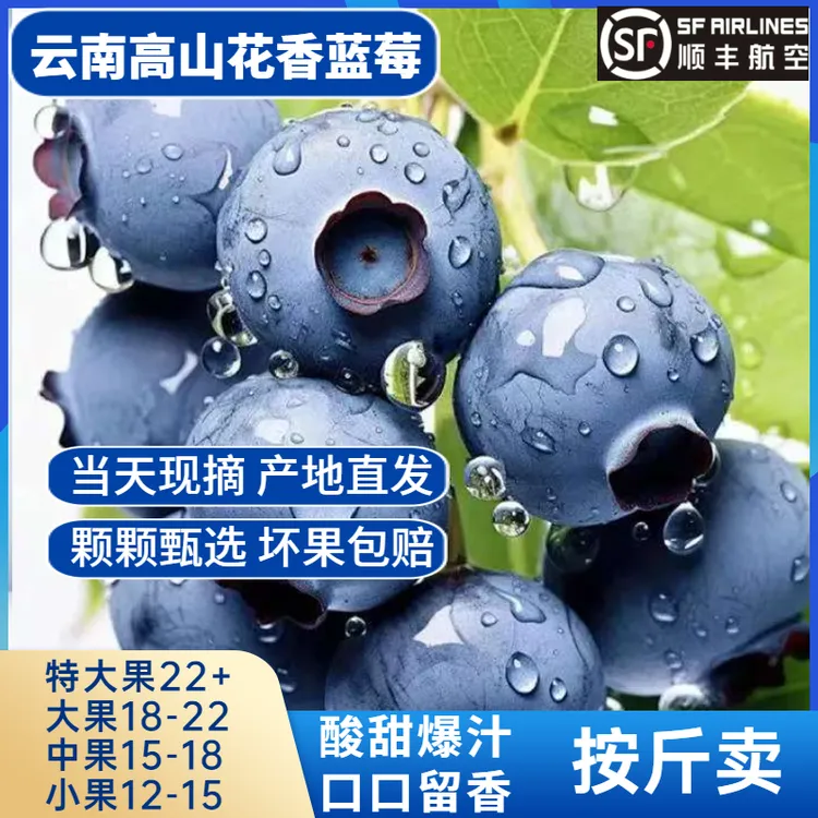【顺丰冷链】云南花香蓝莓脆甜l25新鲜现摘现发当季应季水果