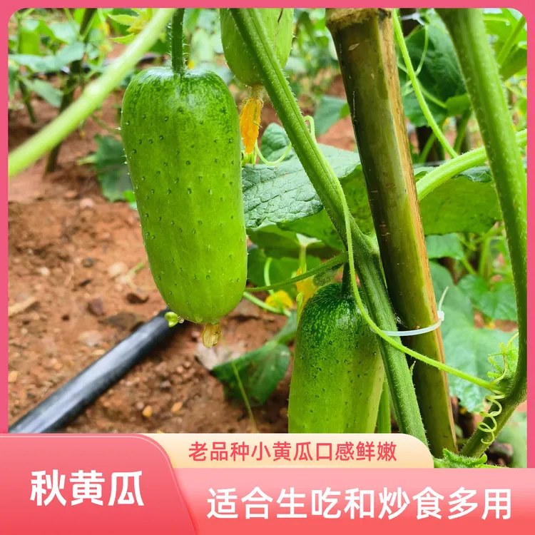 [顺丰包邮秋黄瓜]农家嫩黄瓜露天自种水果旱黄瓜新鲜现摘脆嫩爽口