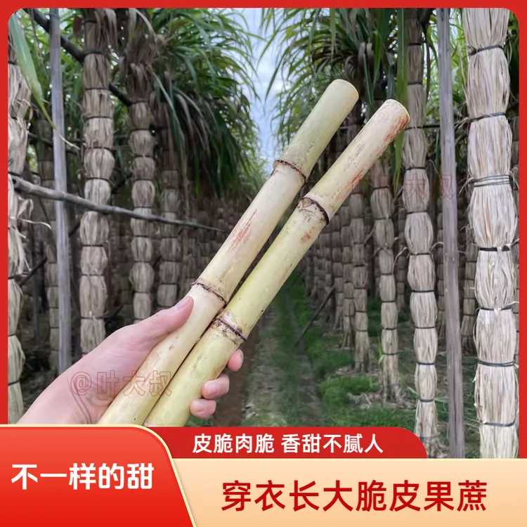 发顺丰】正宗广西木格白玉蔗新鲜玻璃脆甘蔗水果甘蔗皮薄多汁脆口