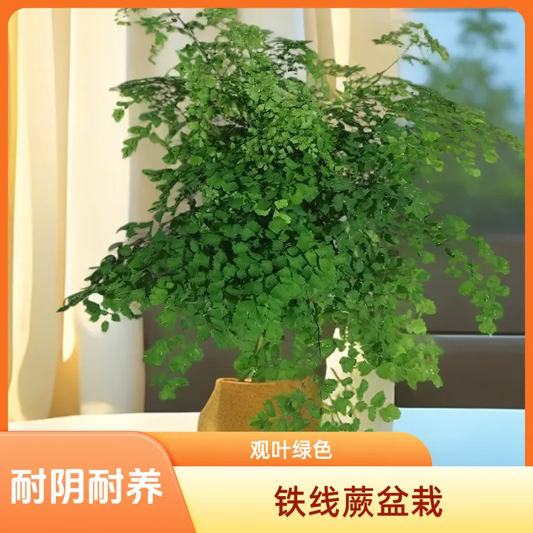耐阴土培铁线蕨盆栽多年生常绿草本观叶室内绿植