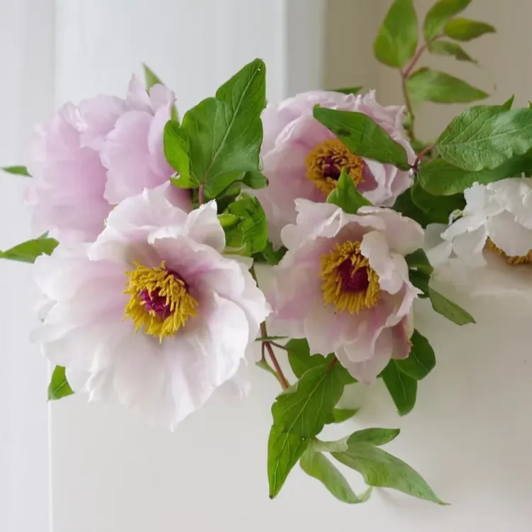 【油画牡丹】云南鲜花