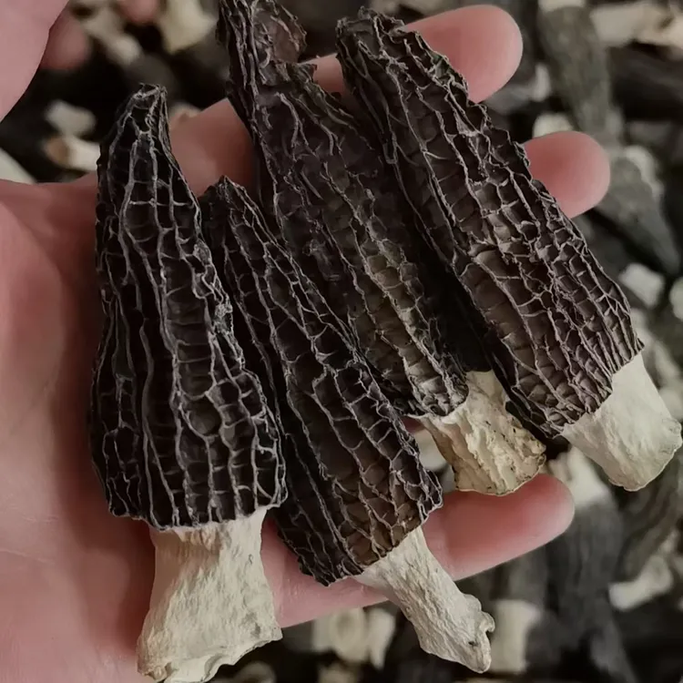 (精品头茬）高手羊肚菌干货肉质肥厚煲汤佳品（5-7cm）特级
