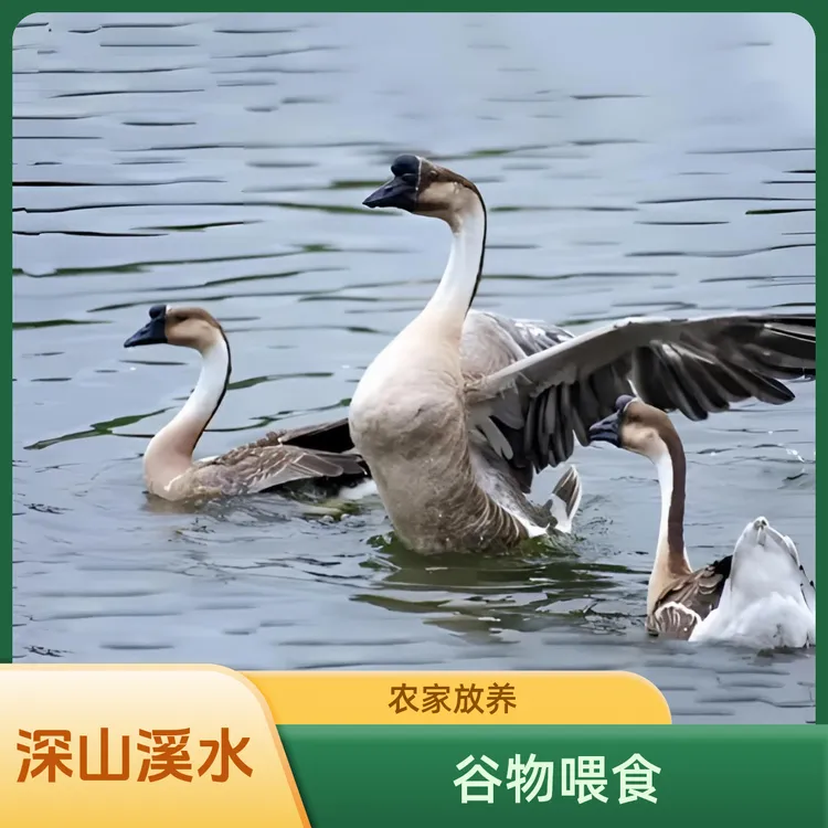 广东清远正宗黑棕鹅农家散养老土鹅新鲜大鹅现杀鹅肉