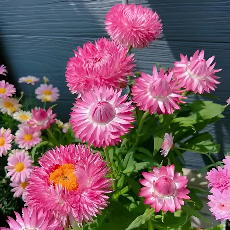 混色麦秆菊种子阳台庭院盆栽易活花草花卉种子商品图