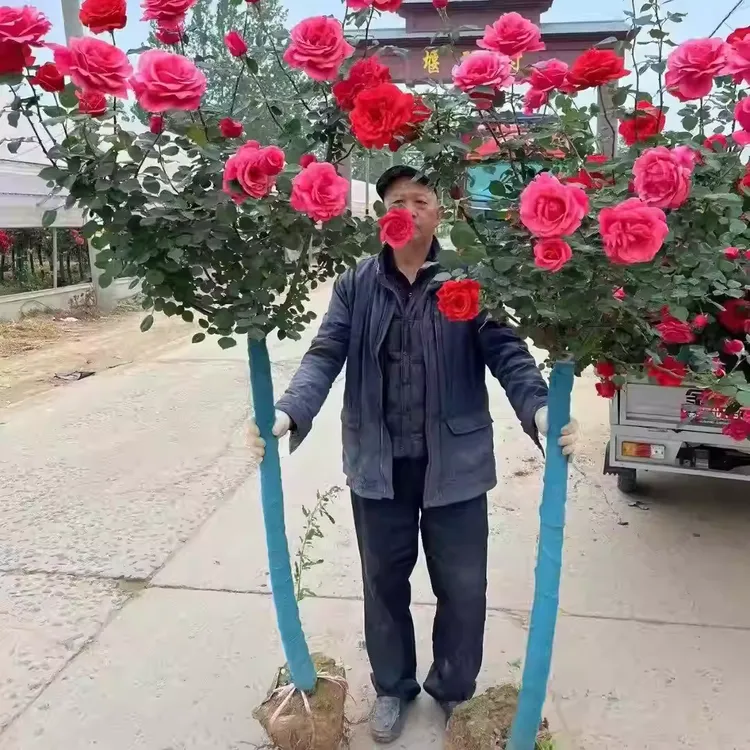 树状月季花苗盆栽棒棒糖树形四季大花卉绿植树桩月季树苗盆景高杆