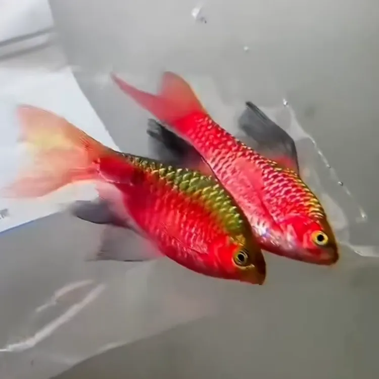 大帆玫瑰鲫 广温鱼红色小型鱼皮实好养稀缺大尺寸