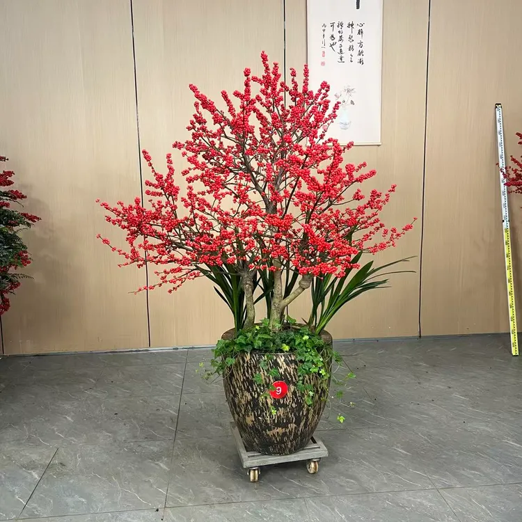 北美冬青红果花卉耐寒耐热易养室内外高端盆栽绿植北美冬青盆栽