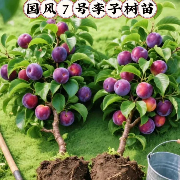 国凤7号李子树苗新品种嫁接果树苗李子苗南方种植（带土带叶子）