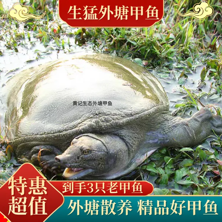 【鲜活甲鱼7-6斤共3只】外塘生猛中华鳖甲鱼青黄背生态放养新鲜