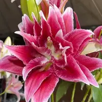多头火凤凰重瓣百合 生花苞小 任意2单以上发货包邮 