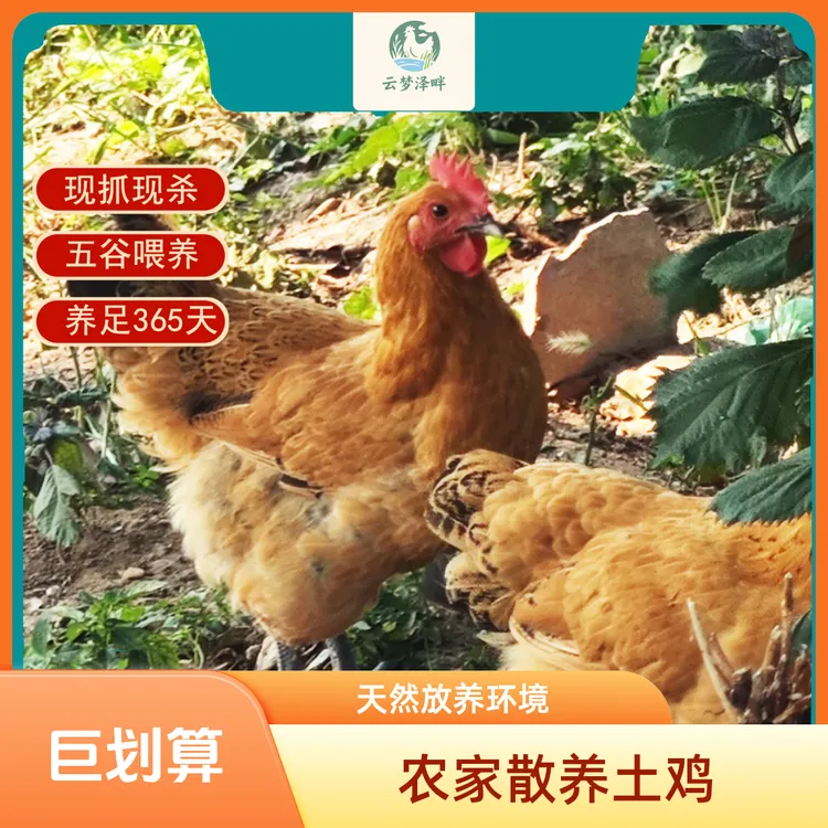 养足12个月农村原生态老品种纯种(助农）农家正宗散养土鸡生鲜鸡