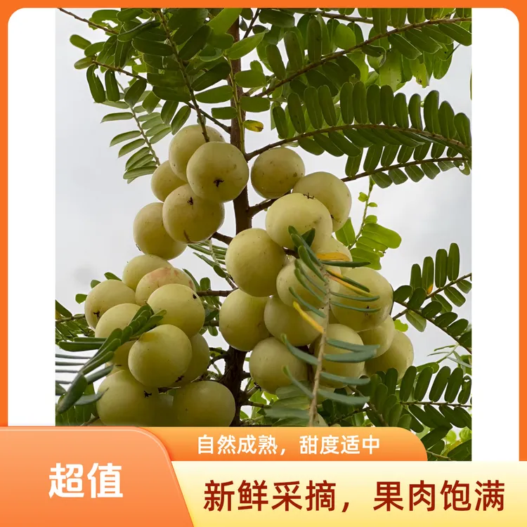 产地直发潮汕普宁崩坎甜油柑新鲜油甘果牛甘果余甘果柿饼甜油甘