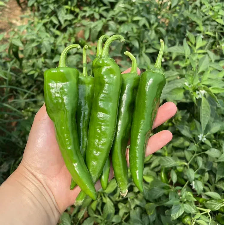 香辣辣妹子辣椒皮薄肉脆农家自种新鲜现摘土辣椒