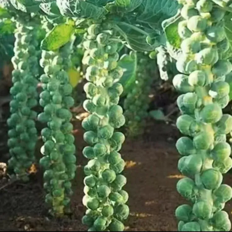 【CY】孢子甘蓝抱子甘蓝菜种子苗蔬菜种籽四季小包菜卷心蔬菜