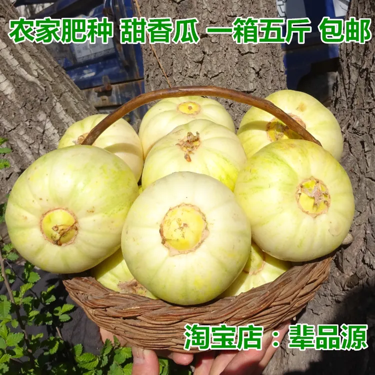 东访甄选东北特产小白瓜新鲜大地白糖罐甜瓜农家自种现摘发香瓜无