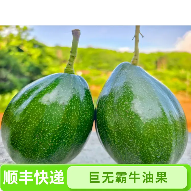 海南南巨无霸牛油果新鲜特大果现摘热带水果孕妇辅食生鲜礼盒顺丰