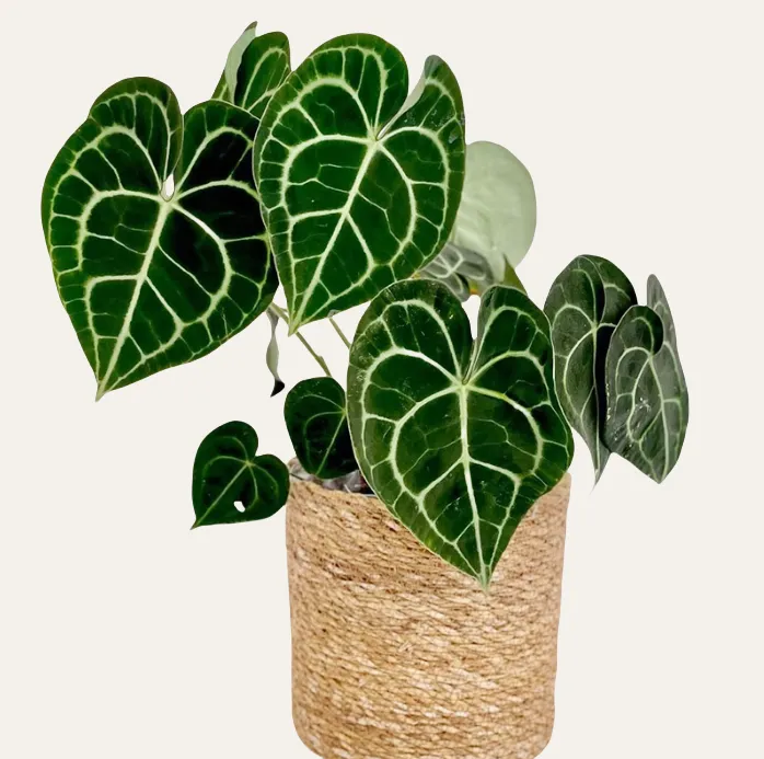 花烛室内观叶绿植盆栽耐阴好养活净化空气