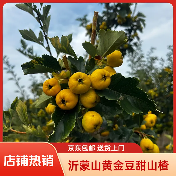 （京东快递专享）稀奇水果沂蒙山黄金豆甜山楂带有果香味口感微酸