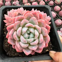 10#胭脂雪单双多中秋宠粉版多肉植物 前男友精品多肉 SM0673