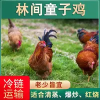 【大山4】林间散养黄脚童子鸡 发5只净重10-11斤 肉质鲜嫩 净膛发货