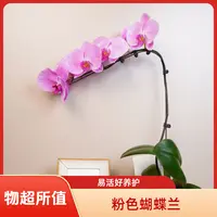 悠花里蝴蝶兰【粉冠军】全花3.0寸开花珠发货
