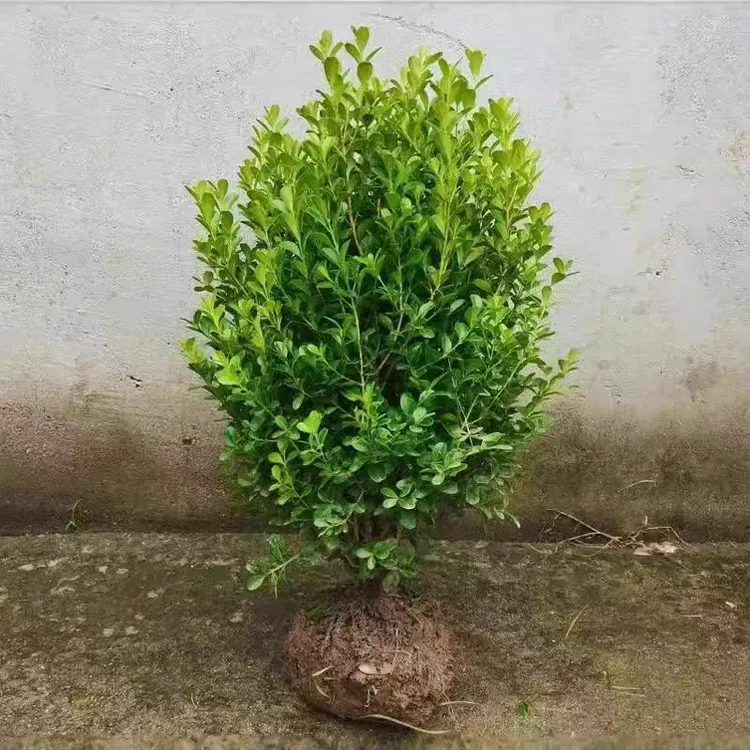 小叶瓜子黄杨树苗