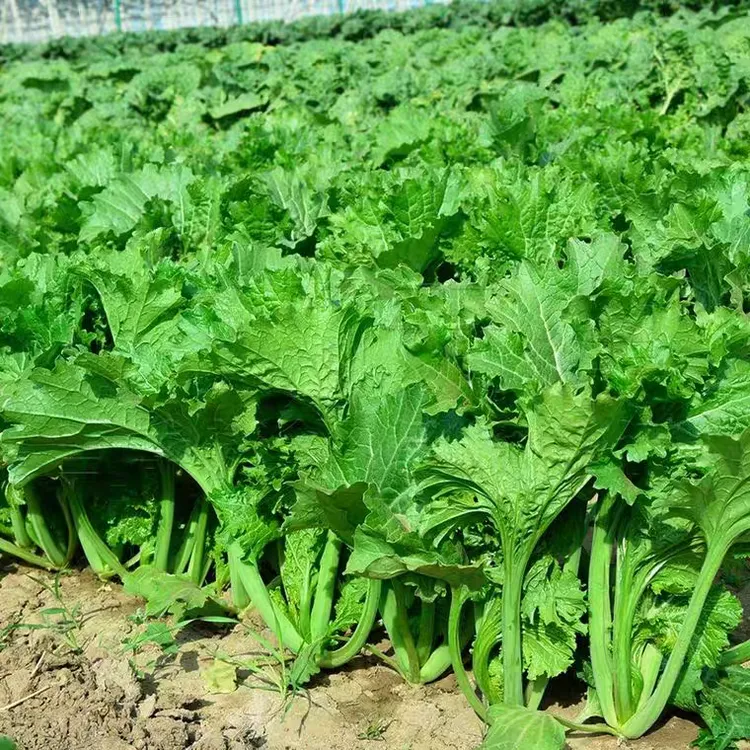 【饺子菜种子香叶芥菜种子】耐热耐寒四季香叶芥菜蔬菜籽子阳台盆栽