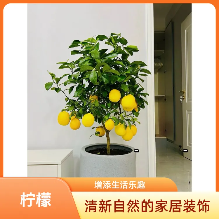 柠檬 香水柠檬 盆栽地栽  居家空气净化器 南北方种植