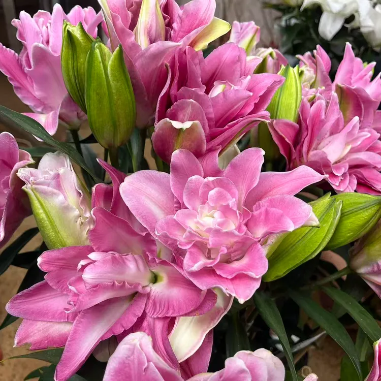 粉霞 一代浓香香水秋百合进口种球带芽重瓣耐寒耐热庭院阳台绿植