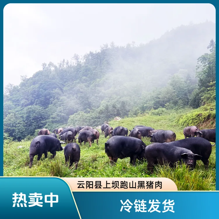 2号云阳县上坝跑山黑猪鲜前猪脚排骨五花前腿后腿筒骨