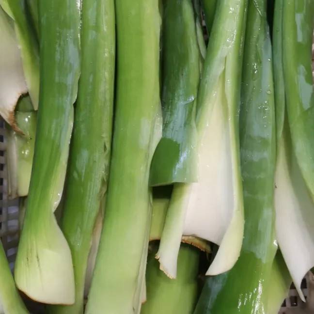 新鲜广菜 白芋荷梗 客家芋荷梗2斤