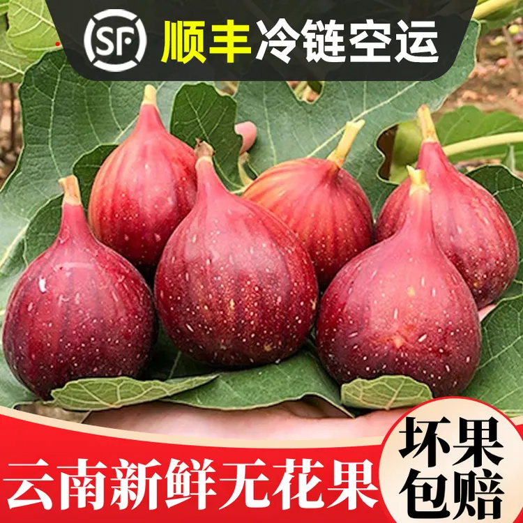 【果园直发】云南红皮无花果5A级新鲜水果现摘树上熟当季水果顺丰