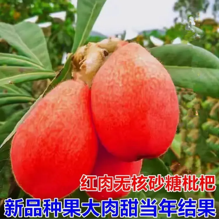 l枇杷树苗果树果苗盆栽嫁接新品种树苗南北方种植