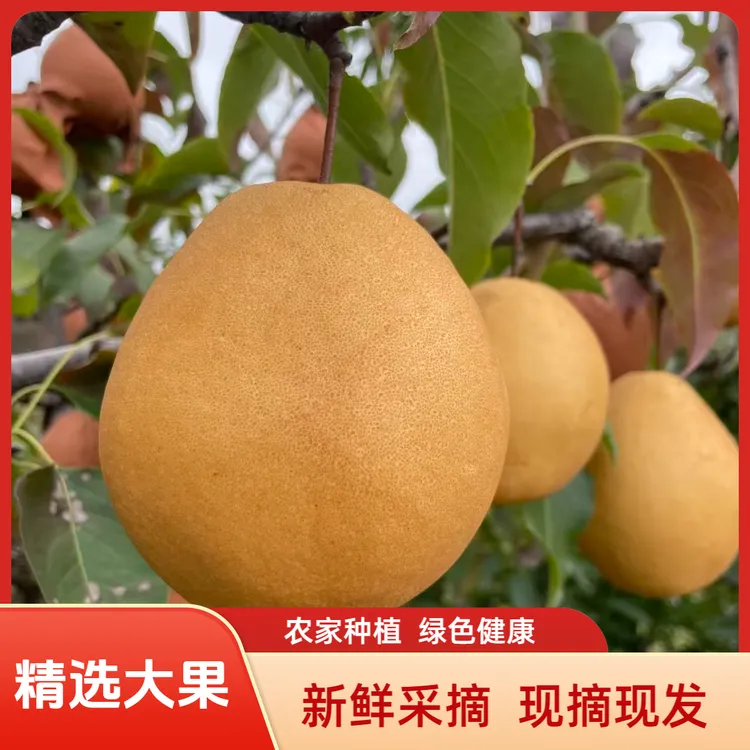 正宗甘肃雪花梨新鲜水果梨子冰糖雪梨熬秋梨膏秋月梨应季水果
