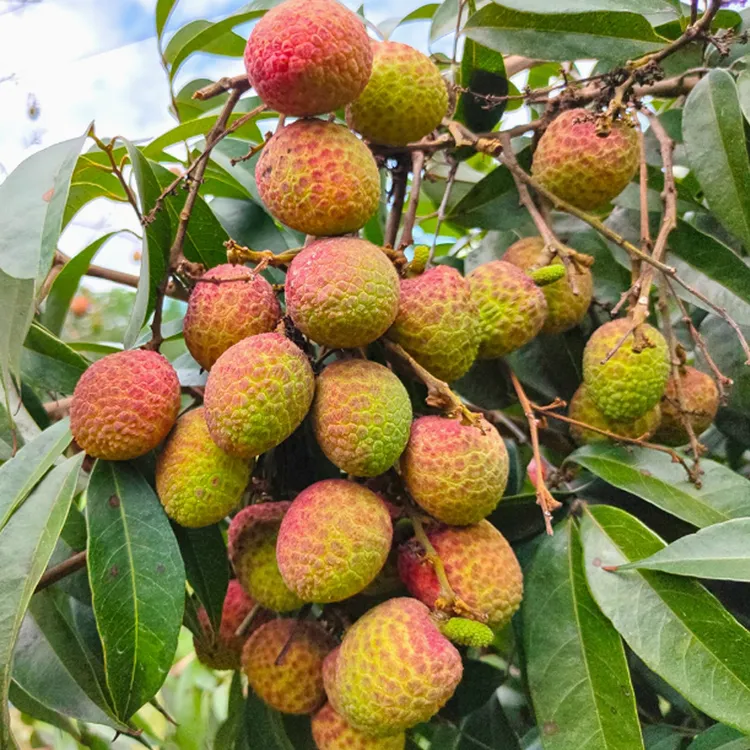 【顺丰空运】2025新鲜荔枝现摘桂花香荔枝海南老树荔枝头茬水果包邮