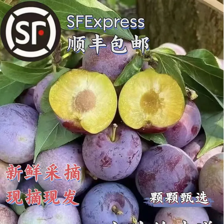 【顺丰】四川汶川高山小脆红脱骨李子现摘现发脆甜多汁应季水果新鲜