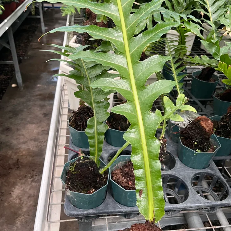 王冠蕨蕨类绿植室内盆栽喜阴喜湿好养耐阴四季常青花卉