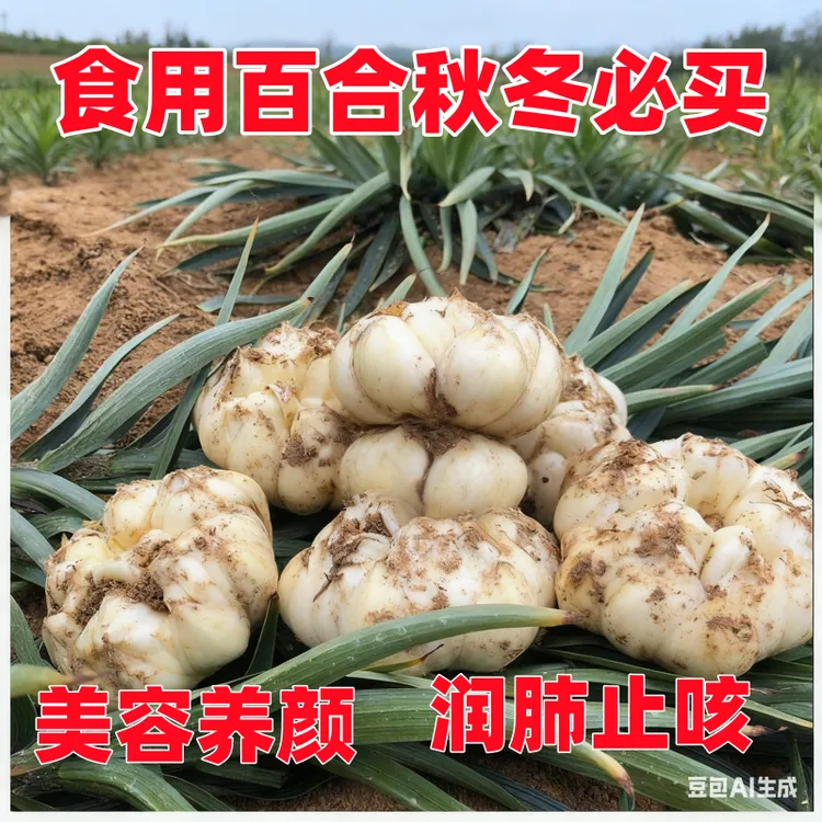 2025恩施现挖现发新鲜百合农家微苦鲜土特产级食用大白百合包邮