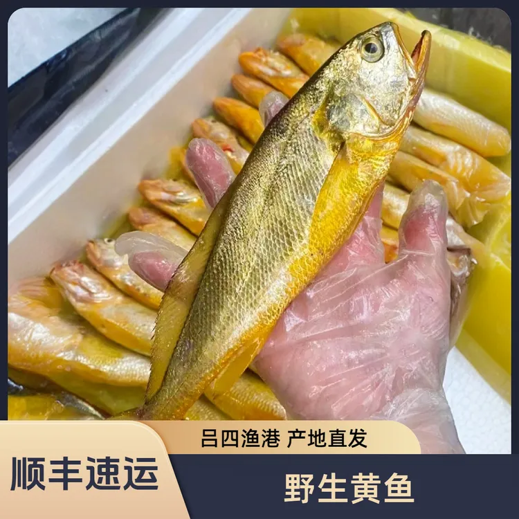 吕四渔港 野生黄鱼 产地直发