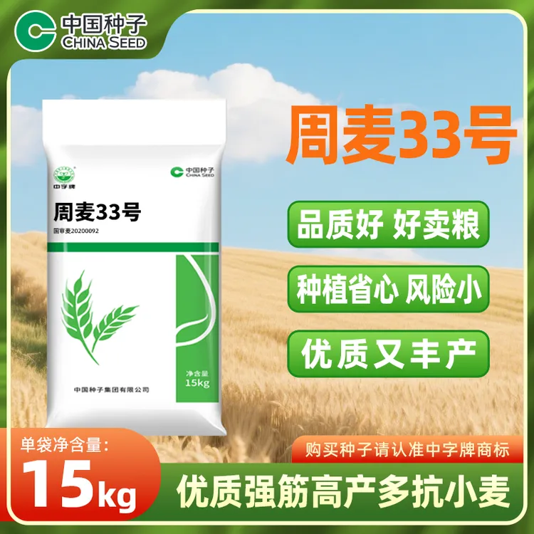 中国种子周麦33号小麦种15kg/袋 品质优好卖粮种植省心产量高