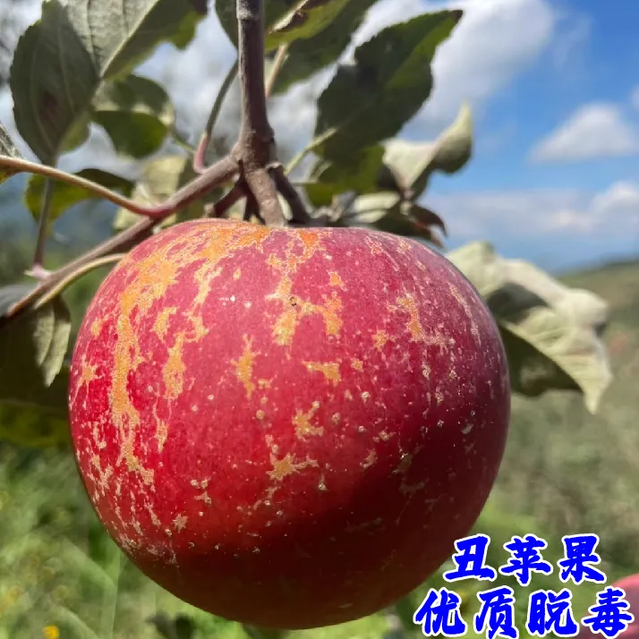 云南昭通丑苹果树苗冰糖心嫁接苹果苗南方北方种植盆栽地栽果树苗