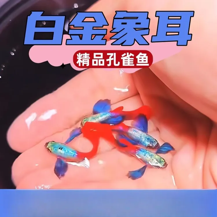 精品白金象耳孔雀鱼观赏鱼热带淡水深水可养装饰水族设备用品商品图