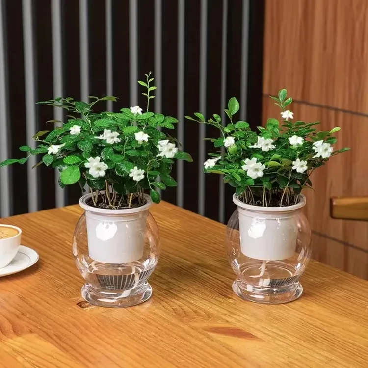 【到手2盆】九里香驱蚊植物开花室内客厅绿植水培净化空气好养护